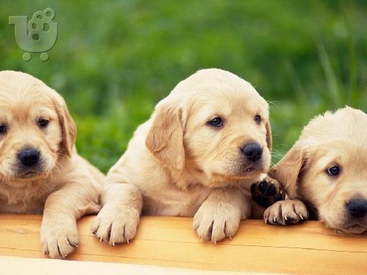PoulaTo: Labrador καθαροαιμα κουταβακια απο γονεις με pedigree Κρητη-Νησια 6979314054